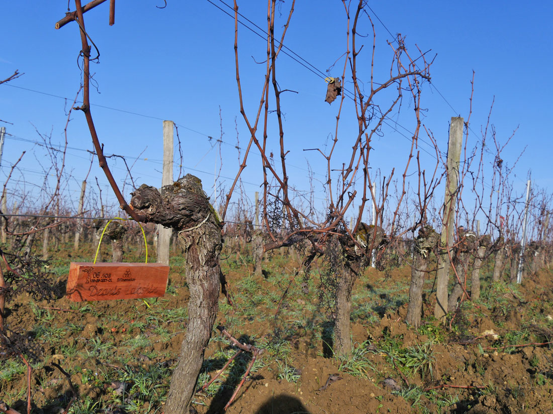 Виноградник на урожай